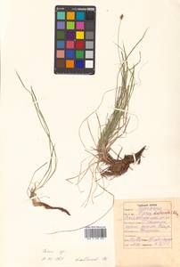 Carex duriuscula C.A.Mey., Siberia, Russian Far East (S6) (Russia)