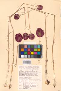 Allium sphaerocephalon L., Eastern Europe, Lower Volga region (E9) (Russia)