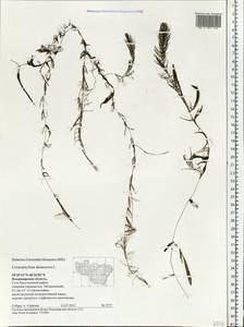Ceratophyllum demersum L., Eastern Europe, Central region (E4) (Russia)