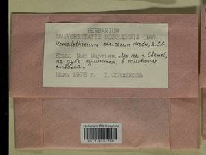 Homalothecium sericeum (Hedw.) Schimp., Bryophytes, Bryophytes - Crimea (B3a) (Russia)