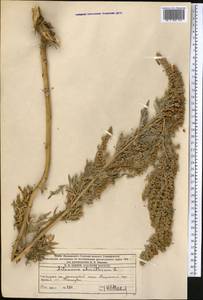 Artemisia absinthium L., Middle Asia, Western Tian Shan & Karatau (M3) (Kazakhstan)