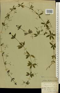 Galium triflorum Michx., Eastern Europe, Moscow region (E4a) (Russia)