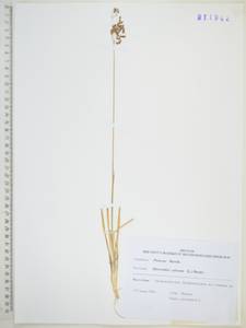 Anthoxanthum nitens (Weber) Y.Schouten & Veldkamp, Siberia, Russian Far East (S6) (Russia)