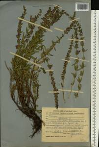 Hyssopus officinalis L., Eastern Europe, Central forest-and-steppe region (E6) (Russia)