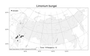 Limonium bungei (Claus) Gamajun., Atlas of the Russian Flora (FLORUS) (Russia)