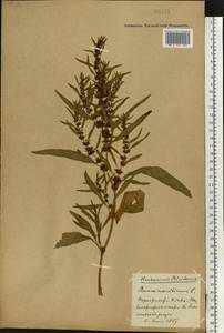 Rumex maritimus L., Eastern Europe, North Ukrainian region (E11) (Ukraine)
