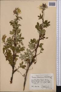 Farinopsis salesoviana (Steph.) Chrtek & Soják, Middle Asia, Northern & Central Tian Shan (M4) (Kyrgyzstan)