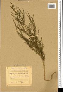 Asparagus officinalis L., Caucasus, Azerbaijan (K6) (Azerbaijan)