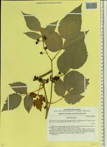 Rubus idaeus L., Eastern Europe, West Ukrainian region (E13) (Ukraine)