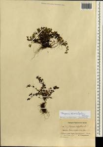Thymus reverdattoanus Serg., Siberia, Chukotka & Kamchatka (S7) (Russia)