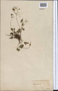 Geranium saxatile Kar. & Kir., Middle Asia, Pamir & Pamiro-Alai (M2)