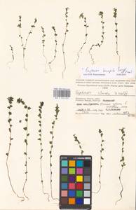 Euphrasia × vernalis List, Eastern Europe, Moscow region (E4a) (Russia)