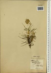 Astragalus persicus (DC.) Fischer & C. A. Meyer, South Asia, South Asia (Asia outside ex-Soviet states and Mongolia) (ASIA) (Iran)