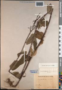 Scrophularia nodosa L., Caucasus, Georgia (K4) (Georgia)