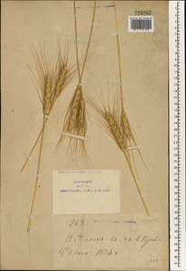 Triticum aestivum L., South Asia, South Asia (Asia outside ex-Soviet states and Mongolia) (ASIA) (China)