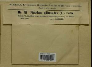 Fissidens adianthoides Hedw., Bryophytes, Bryophytes - Western Europe (BEu) (Germany)