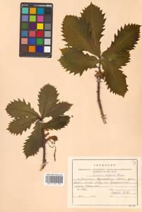 Quercus mongolica var. crispula (Blume) H.Ohashi, Siberia, Russian Far East (S6) (Russia)