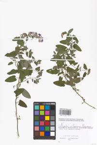 Nepeta faassenii Bergmans ex Stearn, Eastern Europe, Moscow region (E4a) (Russia)