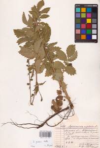Agrimonia procera Wallr., Eastern Europe, Belarus (E3a) (Belarus)