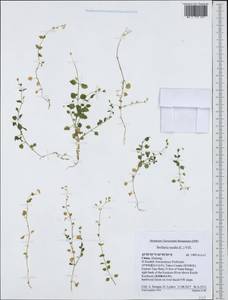 Stellaria media (L.) Vill., South Asia, South Asia (Asia outside ex-Soviet states and Mongolia) (ASIA) (China)