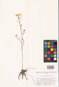 Cardamine pratensis L., Eastern Europe, Northern region (E1) (Russia)