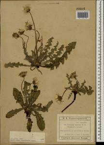 Taraxacum serotinum (Waldst. & Kit.) Poir., Eastern Europe, Rostov Oblast (E12a) (Russia)