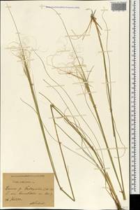 Stipa capillata L., Caucasus, Stavropol Krai, Karachay-Cherkessia & Kabardino-Balkaria (K1b) (Russia)