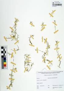Callitriche palustris L., Siberia, Yakutia (S5) (Russia)
