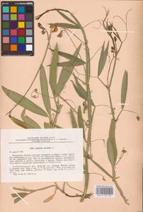 Lathyrus sylvestris L., Eastern Europe, North-Western region (E2) (Russia)