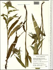 Saussurea acuminata Turcz. ex Fisch. & C. A. Mey., Siberia, Baikal & Transbaikal region (S4) (Russia)