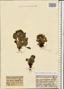 Tephroseris integrifolia subsp. primulifolia (Cufod.) Greuter, Caucasus, Stavropol Krai, Karachay-Cherkessia & Kabardino-Balkaria (K1b) (Russia)