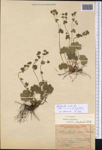 Alchemilla exilis Juz., Eastern Europe, Middle Volga region (E8) (Russia)