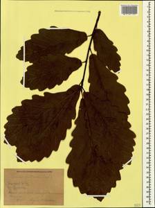 Quercus petraea (Matt.) Liebl., Caucasus, Krasnodar Krai & Adygea (K1a) (Russia)