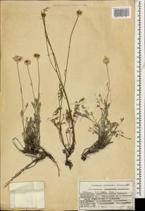 Archanthemis fruticulosa (M. Bieb.) Lo Presti & Oberpr., Caucasus, Azerbaijan (K6) (Azerbaijan)