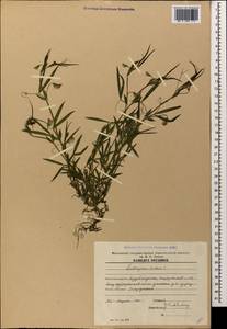 Lathyrus cicera L., Caucasus, Azerbaijan (K6) (Azerbaijan)