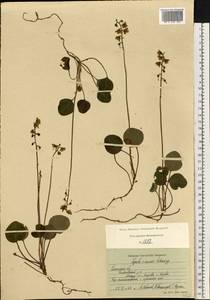 Pyrola chlorantha Sw., Eastern Europe, Central region (E4) (Russia)