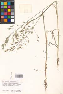 Bromus racemosus L., Eastern Europe, Moscow region (E4a) (Russia)