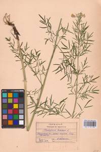Thalictrum lucidum L., Eastern Europe, Central region (E4) (Russia)