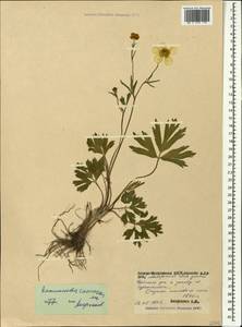 Ranunculus caucasicus M. Bieb., Caucasus, North Ossetia, Ingushetia & Chechnya (K1c) (Russia)