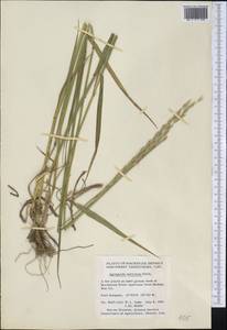Elymus macrourus (Turcz.) Tzvelev, America (AMER) (Canada)