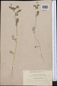 Astragalus sesamoides Boiss., Middle Asia, Syr-Darian deserts & Kyzylkum (M7)