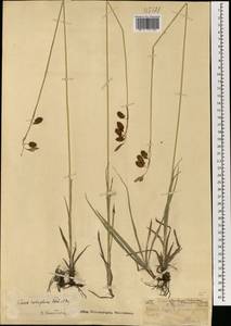 Carex coriophora Fisch. & C.A.Mey. ex Kunth, Mongolia (MONG) (Mongolia)