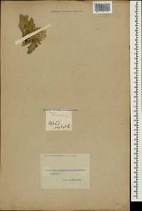 Cirsium rhizocephalum C. A. Mey., Caucasus, Azerbaijan (K6) (Azerbaijan)