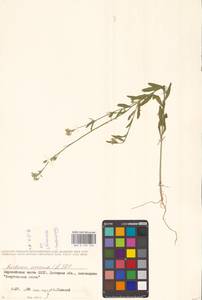 Berteroa incana (L.) DC., Eastern Europe, South Ukrainian region (E12) (Ukraine)