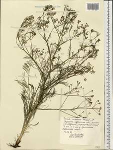 Trinia kitaibelii M.Bieb., Eastern Europe, North Ukrainian region (E11) (Ukraine)