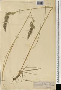 Calamagrostis pseudophragmites (Haller f.) Koeler, Mongolia (MONG) (Mongolia)