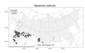 Geranium collinum Stephan ex Willd., Atlas of the Russian Flora (FLORUS) (Russia)