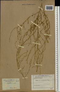 Corispermum hyssopifolium L., Eastern Europe, North Ukrainian region (E11) (Ukraine)