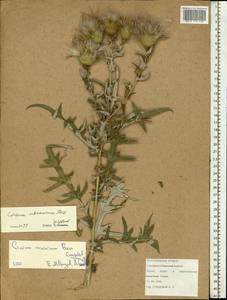 Cirsium ukranicum Besser ex DC., Eastern Europe, Lower Volga region (E9) (Russia)