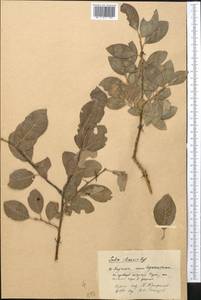 Salix iliensis Regel, Middle Asia, Pamir & Pamiro-Alai (M2) (Kyrgyzstan)
